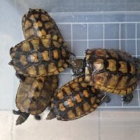 ニホンイシガメ（種子島産）甲長約15～18cm メス
