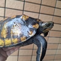 ニホンイシガメ（種子島産）甲長約15～18cm メス