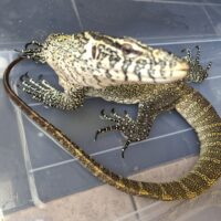 ナイルモニター（約140cm）