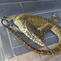 ナイルモニター（約140cm）
