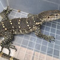 オルナータナイルモニター（約100cm）尾切れ