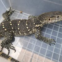 オルナータナイルモニター（約100cm）尾切れ