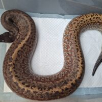 ブラッドパイソン　バトリックスhet T－アルビノ（マトリックス×バティック）約3kg メス