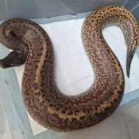 ブラッドパイソン　バトリックスhet T－アルビノ（マトリックス×バティック）約3kg メス
