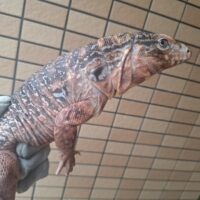 レッドテグー（ヤング）約70cm メス