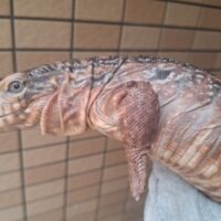 レッドテグー（ヤング）約70cm メス