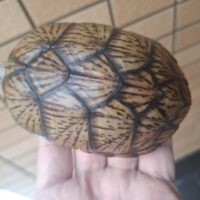 オオアタマヒメニオイガメ（甲長約10cm）メス
