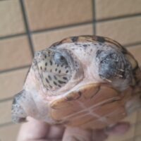 オオアタマヒメニオイガメ（甲長約10cm）メス