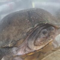 ハーレラドロガメ（甲長約15cm）WCメス