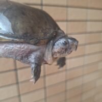 ハーレラドロガメ（甲長約15cm）WCメス