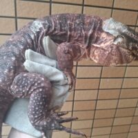レッドテグー（ヤングアダルト）約100cm オス