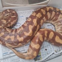 ブラッドパイソン　（T＋アルビノ）約8kg メス