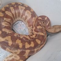 ブラッドパイソン　（T＋アルビノ）約8kg メス