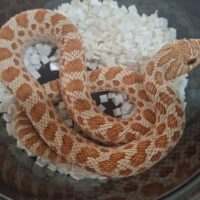 セイブシシバナヘビ（アルビノコンダ）24CB メス