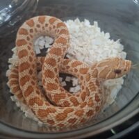 セイブシシバナヘビ（アルビノコンダ）24CB メス
