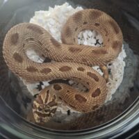 セイブシシバナヘビ（レッドコンダ）24CB メス