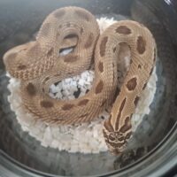 セイブシシバナヘビ（レッドコンダ）24CB メス
