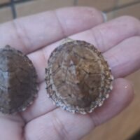 カブトニオイガメ（26CB）