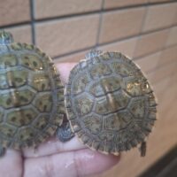 リオグランデクーター（26CB）