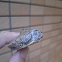 フトマユチズガメ（26CB）