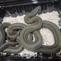 アオダイショウ（パターンレス）エゾブルー血統（約150cm）オス