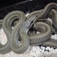 アオダイショウ（パターンレス）エゾブルー血統（約150cm）オス