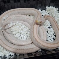 コーンスネーク（スノーストライプ）約150cm メス