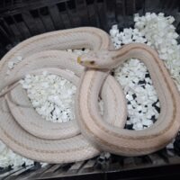 コーンスネーク（スノーストライプ）約150cm メス