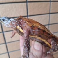 ハイナンスペングラーヤマガメ(甲長約9,5cm)オス