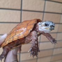 ハイナンスペングラーヤマガメ(甲長約9,5cm)オス