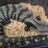 アザンアオジタトカゲ