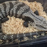 アザンアオジタトカゲ