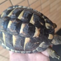 ヘルマンリクガメ（ブラック）オス　甲長約12cm