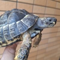 ヘルマンリクガメ（ブラック）オス　甲長約12cm