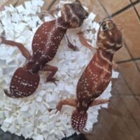 ピルバラタマオヤモリ（hetアルビノ）ヤングアダルトペア