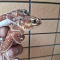 ピルバラタマオヤモリ（hetアルビノ）ヤングアダルトペア