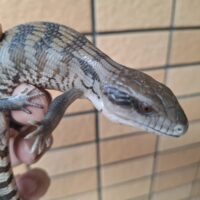 ヒガシアオジタトカゲ（26CB）