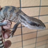 ヒガシアオジタトカゲ（26CB）