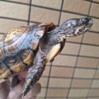 トウブハコガメ(甲長約12cm)メス