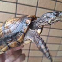 トウブハコガメ(甲長約12cm)メス