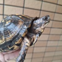トウブハコガメ(甲長約12cm)メス