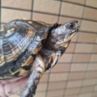 トウブハコガメ(甲長約12cm)メス