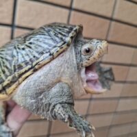 ハラガケガメ（甲長約11cm）CB オス