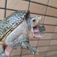 ハラガケガメ（甲長約11cm）CB オス