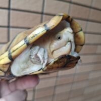 ハーレラドロガメ（甲長約14cm）CB  オス