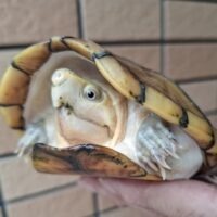 ハーレラドロガメ（甲長約14cm）CB  オス