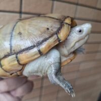 ハーレラドロガメ（甲長約13cm）CB  メス