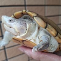 ハーレラドロガメ（甲長約13cm）CB  メス