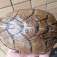 ハーレラドロガメ（甲長約12cm）CB 多甲板 メス