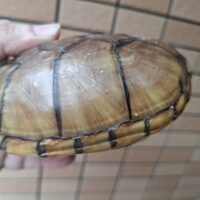 ハーレラドロガメ（甲長約12cm）CB 多甲板 メス